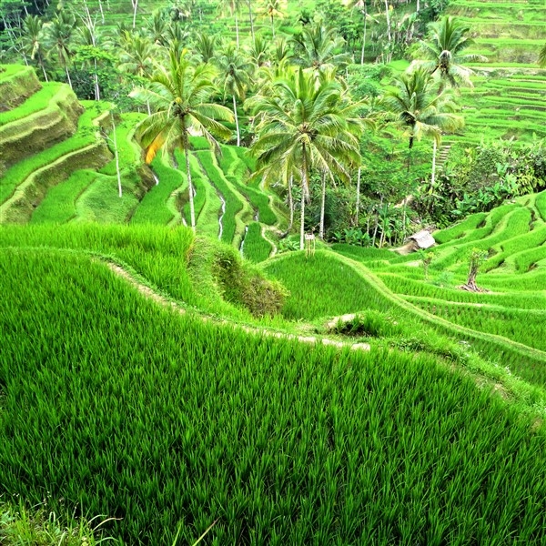 rizières en terrasses.jpg